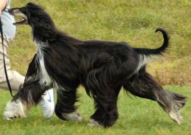 Sasha at Royal Cornwall Showground 2008.
Photo by Dewerstone Photography.